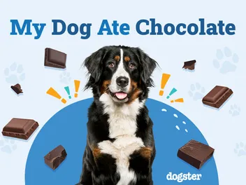 What to Do if My Dog Ate Chocolate: 3 Vet-Approved Steps to Follow