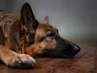 How Can I Talk With a Vet if It’s in the Middle of the Night? Online & Other Options