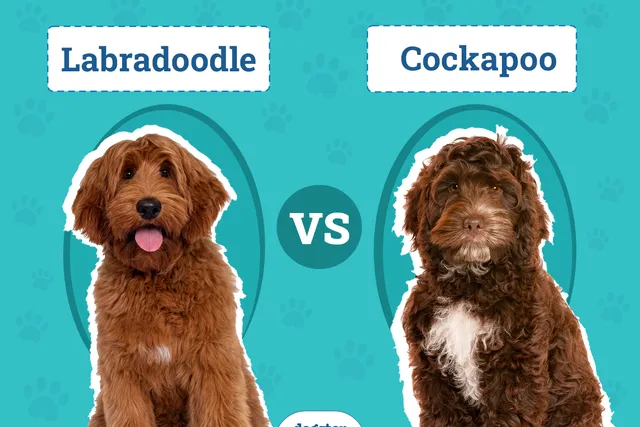 Labradoodle vs. Cockapoo: The Differences (With Pictures)