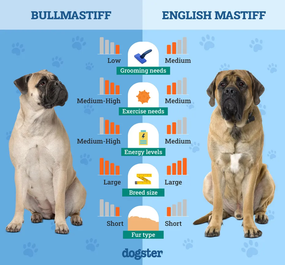 Dogster_Side by Side Comparison_Bull Mastiff vs English Mastiff