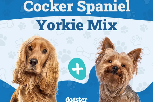 Corkie (Cocker Spaniel & Yorkie Mix): Info, Pictures, Care Guide & More