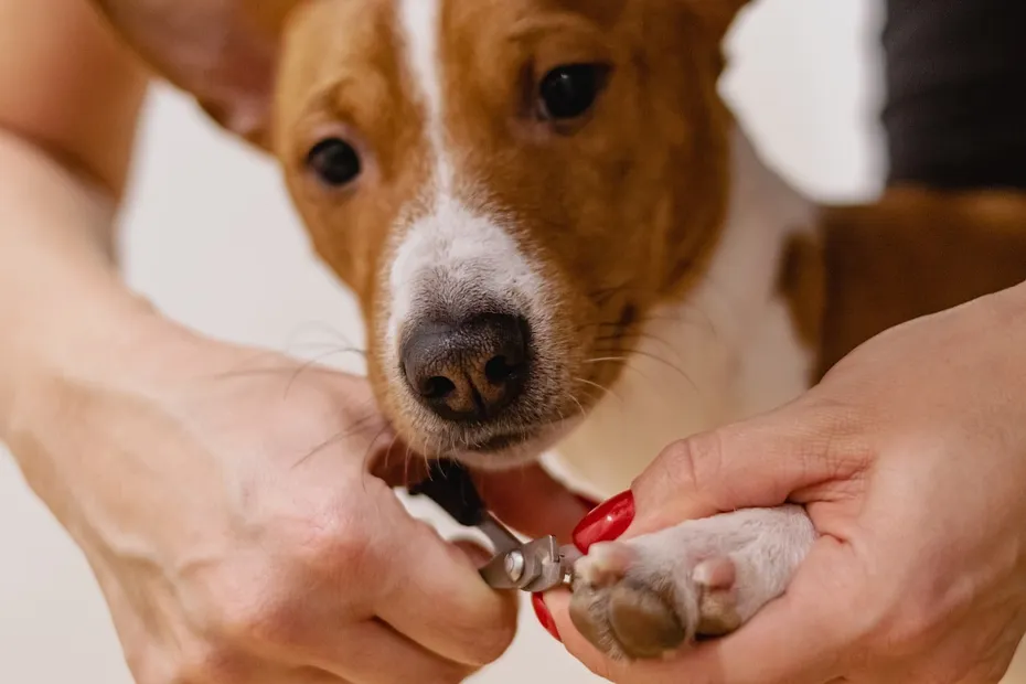 nail clipping, pet grooming, pet