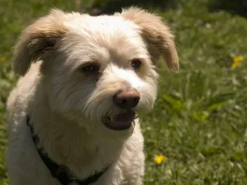 Eskapoo (American Eskimo & Poodle Mix): Info, Pictures, Care & More