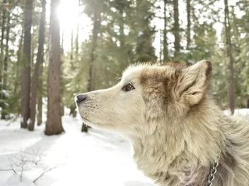 How Far Away Can a Dog Smell a Person? Vet-Verified Facts & FAQ