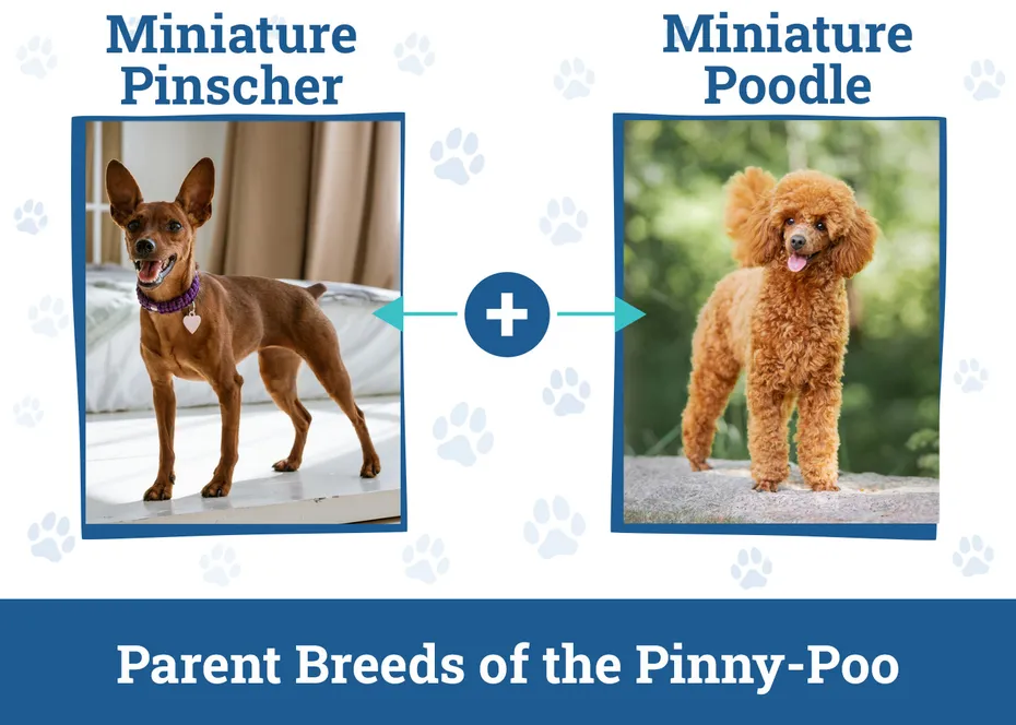 Parent Breeds of the Pinny-Poo