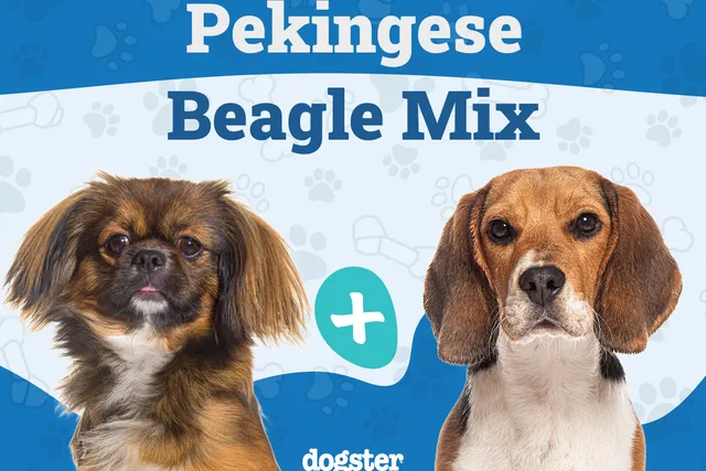 Peagle Dog Breed (Pekingese & Beagle Mix): Info, Pictures, Care Guide & More
