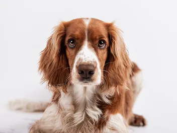 Can Dogs Sense Evil? Facts & Info