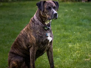 Boxador (Boxer Lab Mix) Dog Breed: Info, Pictures, Care Guide & More