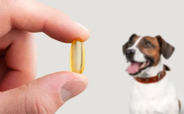 Should I Give My Dog Supplements? Our Vet Answers