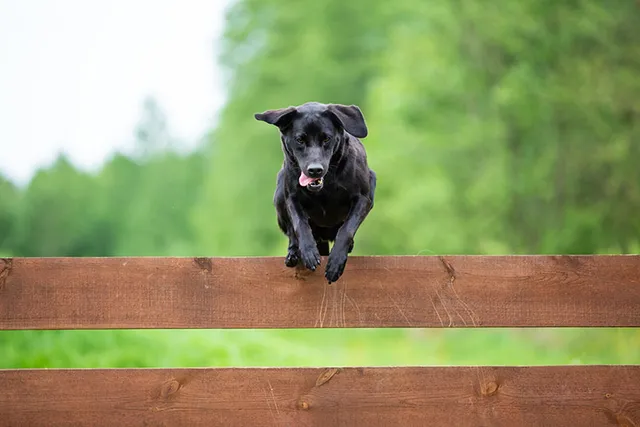 How to Keep a Dog From Jumping & Climbing the Fence: 12 Vet-Approved Tips