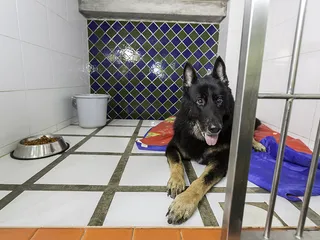 My Dog Died While Being Boarded: Whose Fault Is It & What to Do Next