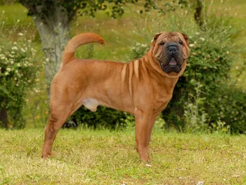 12 Facts About the Chinese Shar-Pei Dog Breed (Vet-Verified)
