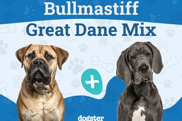 Bull Daniff Dog Breed: Info, Pictures, Care & More