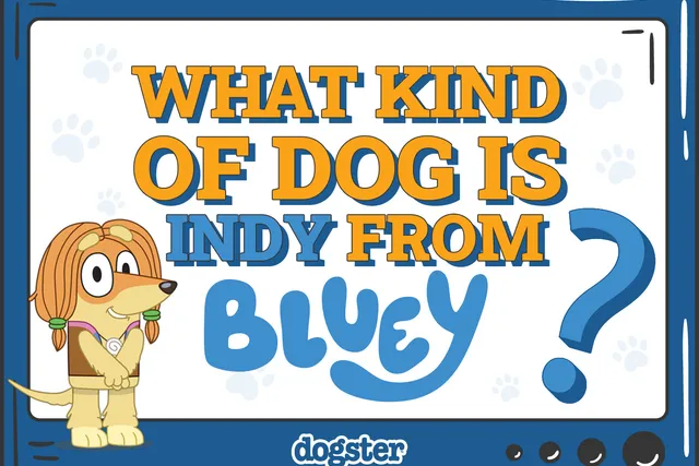 What Kind of Dog Is Indy from Bluey? Breed Facts & Explanation