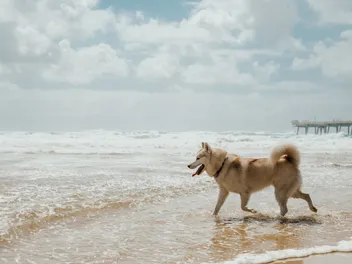 Top 14 Dog-Friendly Beaches in Ontario: Off-Leash & On-Leash Places to Go