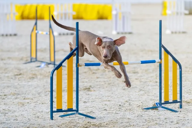How Much Exercise Does a Weimaraner Need? Vet-Verified Facts & Tips