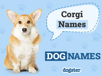 200+ Corgi Names: Ideas for Adorable & Quirky Dogs