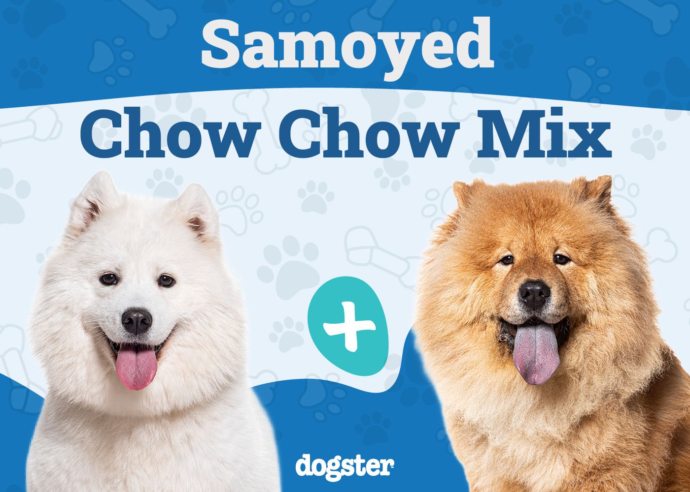 Samoyed Chow Chow Mix