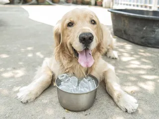 Why Do Dogs Like Ice? 5 Vet-Approved Reasons
