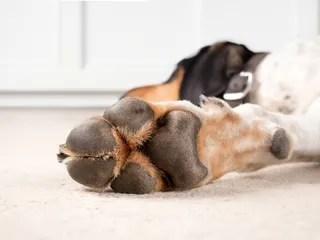 Why Are My Dogs Paws So Rough: 5 Vet-Verified Reasons & Protection Tips