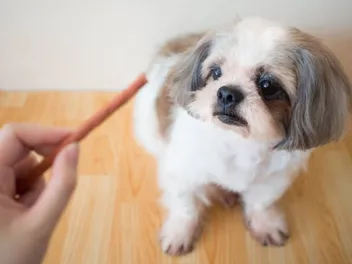 10 Best Freeze-Dried Dog Treats in 2026 - Reviews & Top Picks