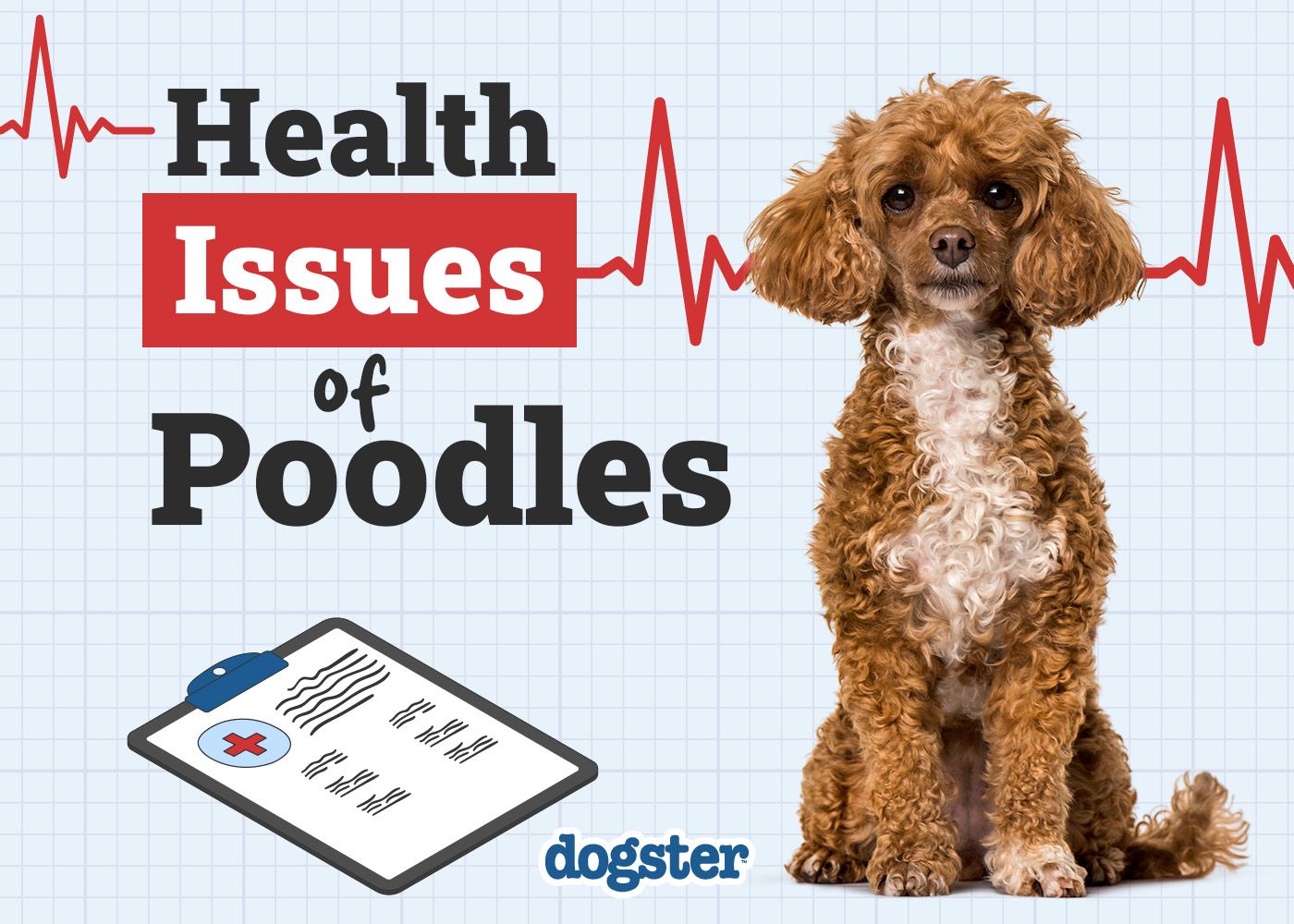 Dogster_Health Problems of Poodle