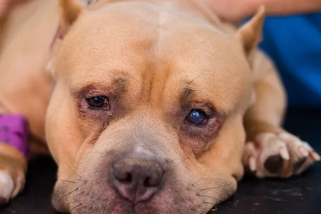 Dog Eye Ulcers: Vet-Verified Signs, Diagnosis & Treatment
