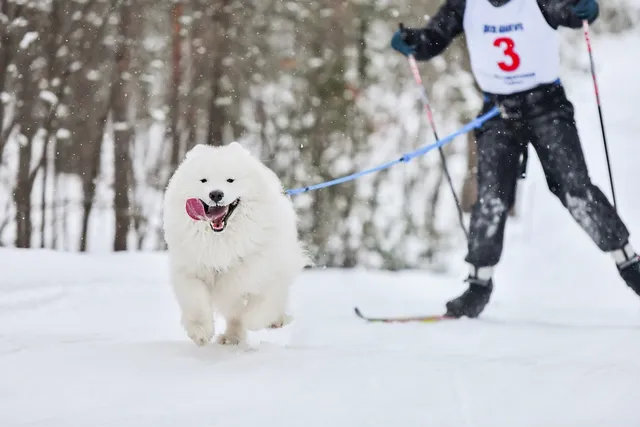 Skijoring with Dogs: What It Is & How to Get Started with the Sport