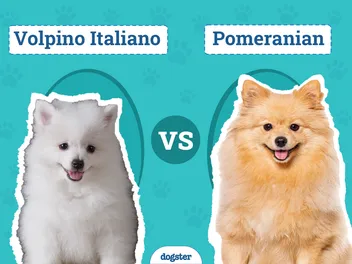 Volpino Italiano vs Pomeranian: Main Differences & Similarities