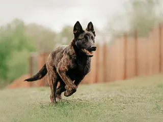 Dutch Shepherd Dog Breed: Info, Pictures, Personality & Care