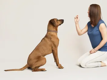 How to Teach a Dog to Speak: Step-by-Step Guide