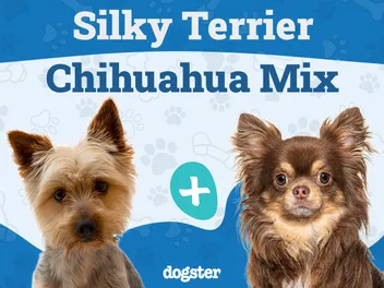 Silkyhuahua (Silky Terrier & Chihuahua Mix): Info, Pictures, Care & More