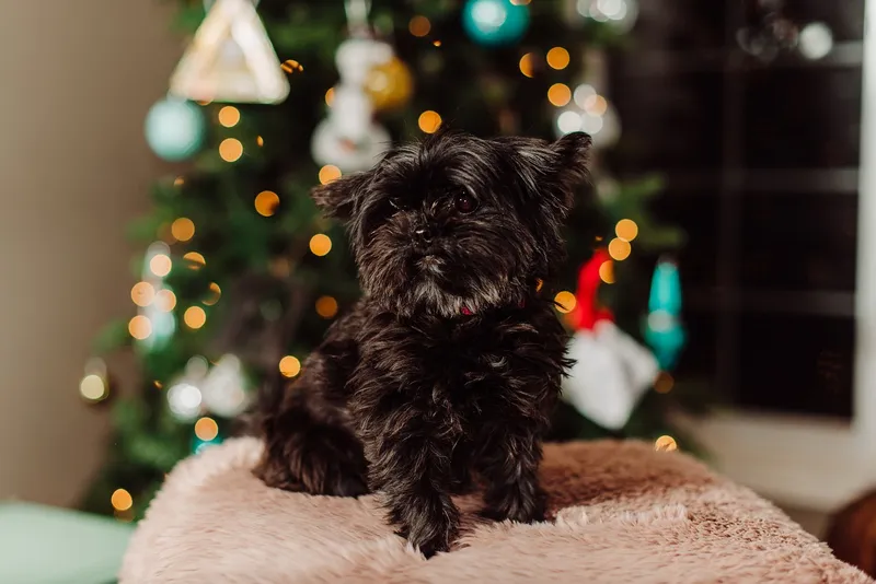 shorkie