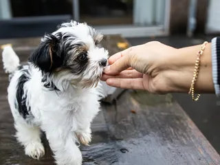 Hand Feeding Your Puppy: Benefits & Step-by-Step Guide (Vet Answer)