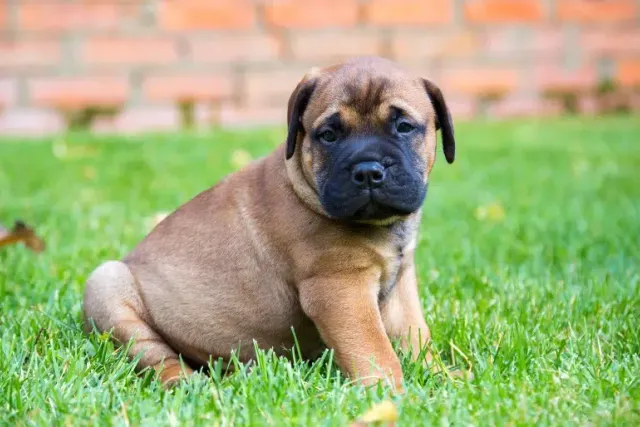 How to Train a Mastiff: 9 Vet-Verified Tips