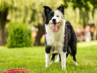 Can Border Collies Swim? Vet-Reviewed Breed Facts & FAQ