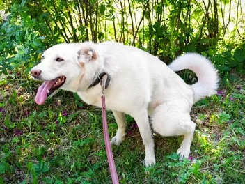 How to Stop Dog Pee From Killing Grass: 9 Simple Tips