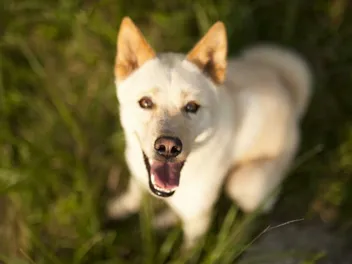 How Much Does a Jindo Dog Cost in 2026? Pricing Guide