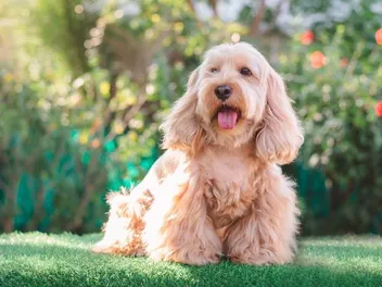 Do Cockapoos Bark More Than Other Breeds? Facts & Tips to Stop It