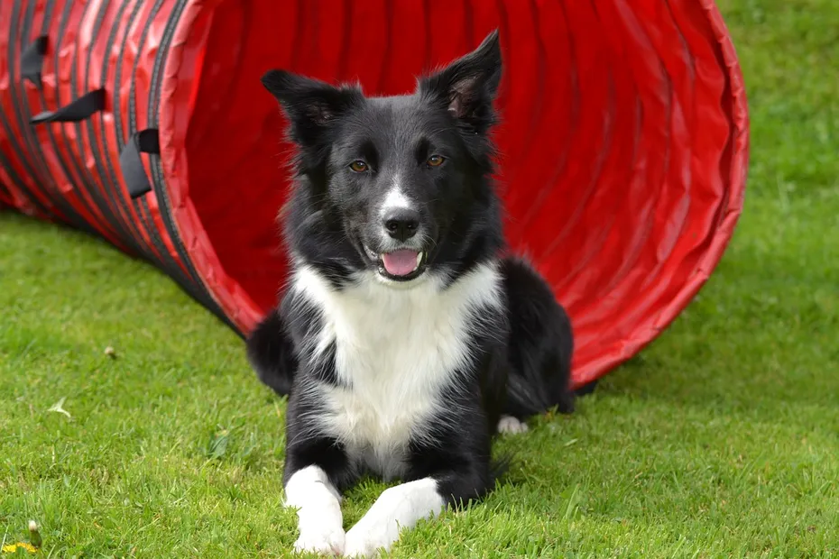 border collie training dog
