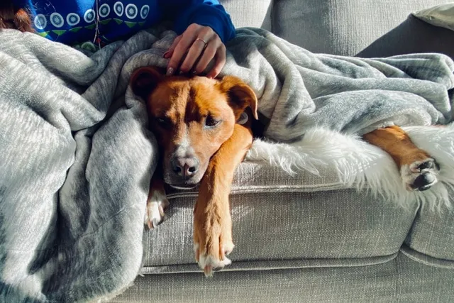 How Many People Sleep With Their Pets? Tips, Facts & FAQ