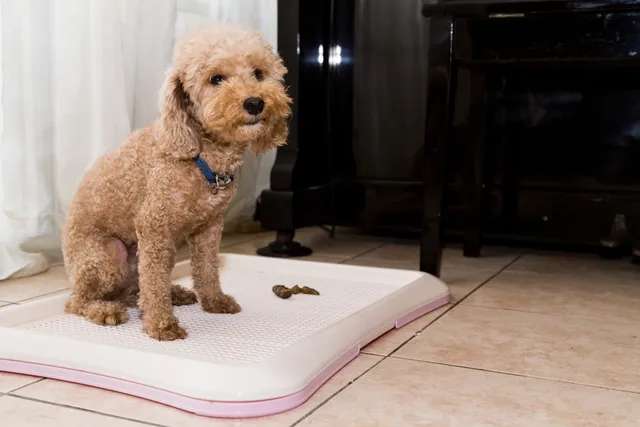 Dog Won’t Poop Outside? 8 Vet-Reviewed Reasons & What to Do