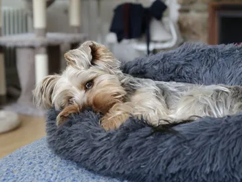 Dogs & Daylight Savings Time: How Much It Affects Them (Vet-Verified)