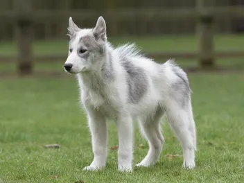 Canadian Eskimo Dog Breed: Info, Pictures, Traits & Care