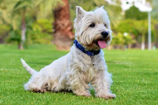 How Smart Is a West Highland White Terrier? Facts, Training Tips & FAQ