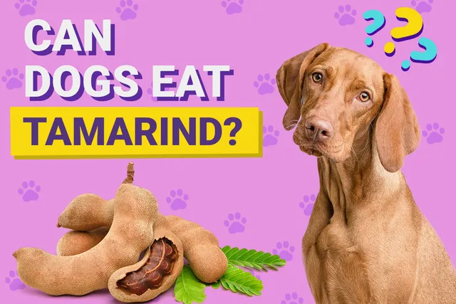 Can Dogs Eat Tamarind? Vet-Verified Nutrition Facts & Info