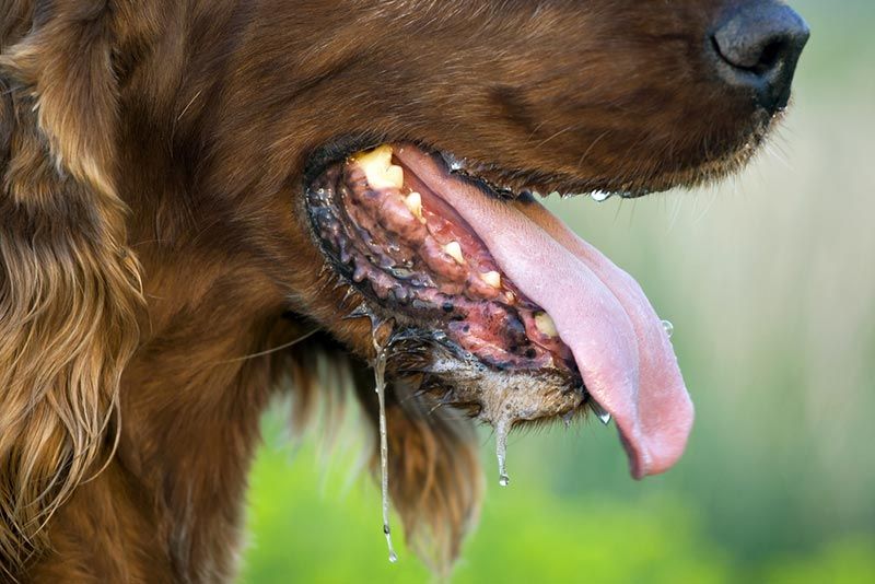 excessive drooling of irish setter dog