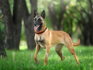 9 Belgian Dog Breeds: Info, Pictures & History