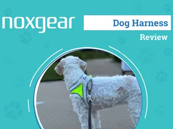 Noxgear LightHound LED Dog Harness Review 2026: An Expert's Breakdown