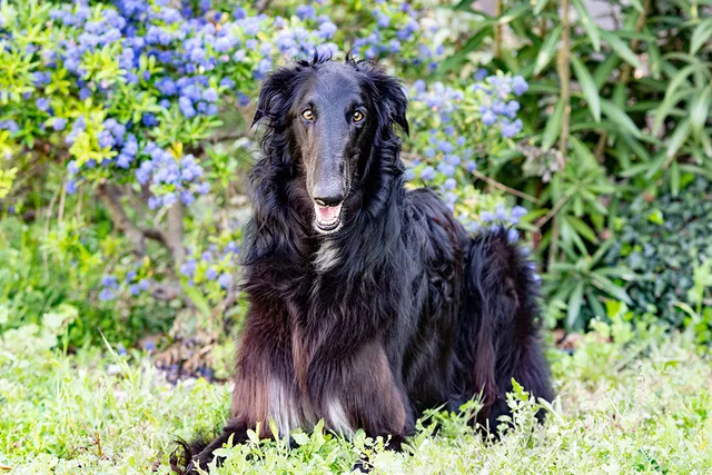 Borzoi Dog Breed: Info, Pictures, Facts, Traits & Care